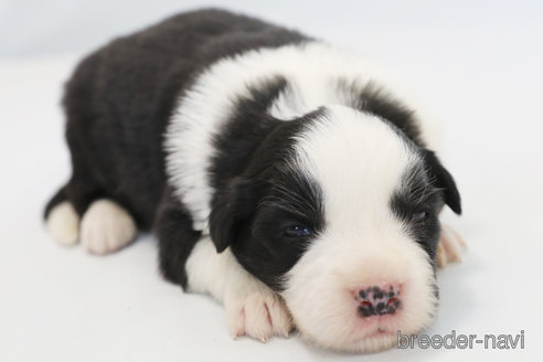 成約済の神奈川県のボーダーコリー-372872の8枚目